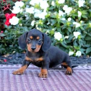 Tammy-Mini, Dachshund Puppy