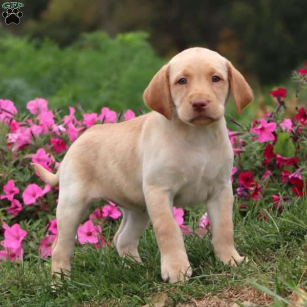 Tammy, Yellow Labrador Retriever Puppy