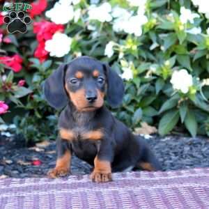 Tammy-Mini, Dachshund Puppy
