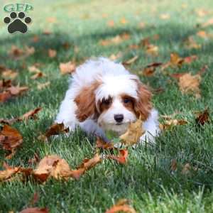 Tanner, Cavapoo Puppy
