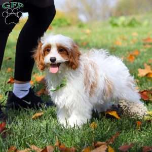 Tanner, Cavapoo Puppy