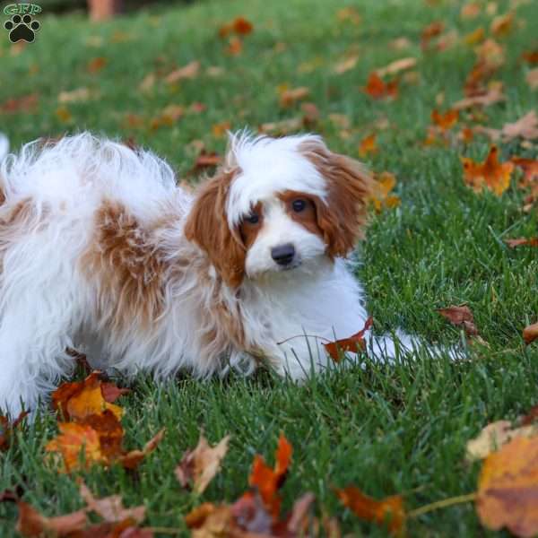 Tanner, Cavapoo Puppy