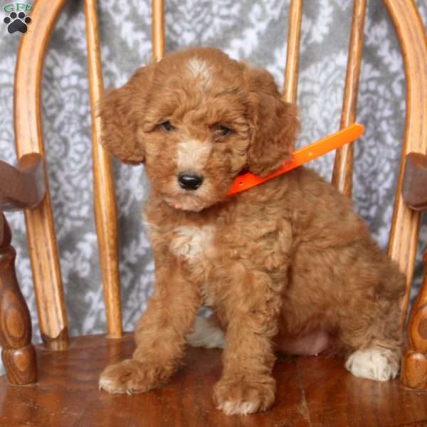 Tara, Mini Goldendoodle Puppy