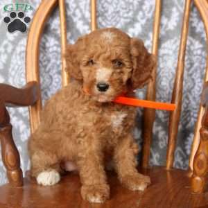 Tara, Mini Goldendoodle Puppy