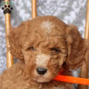 Tara, Mini Goldendoodle Puppy