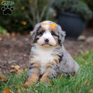 Taylor, Mini Bernedoodle Puppy