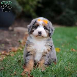 Taylor, Mini Bernedoodle Puppy