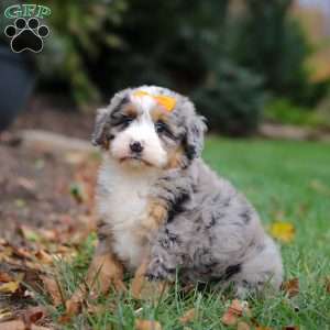 Taylor, Mini Bernedoodle Puppy