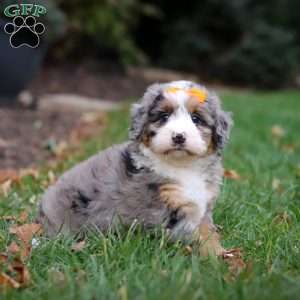 Taylor, Mini Bernedoodle Puppy