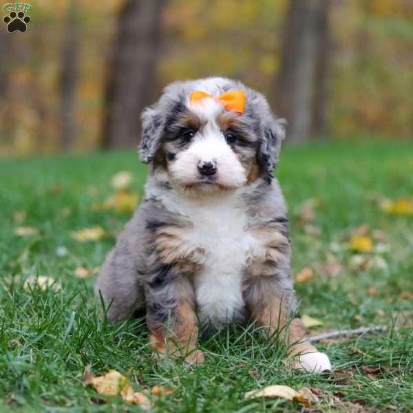Taylor, Mini Bernedoodle Puppy