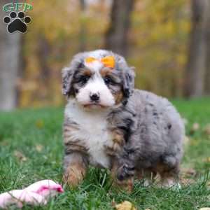 Taylor, Mini Bernedoodle Puppy