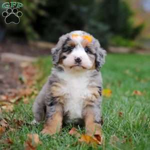 Taylor, Mini Bernedoodle Puppy