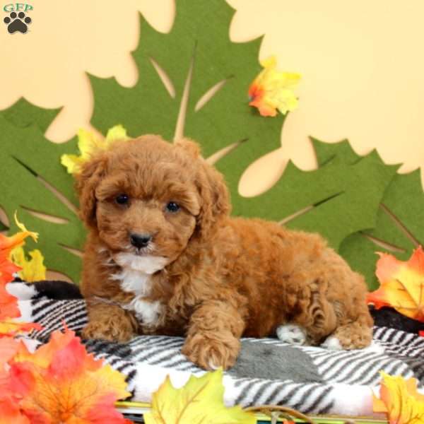 Tazzy, Cockapoo Puppy