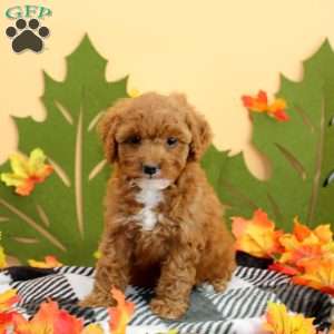 Tazzy, Cockapoo Puppy