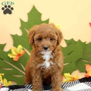 Tazzy, Cockapoo Puppy