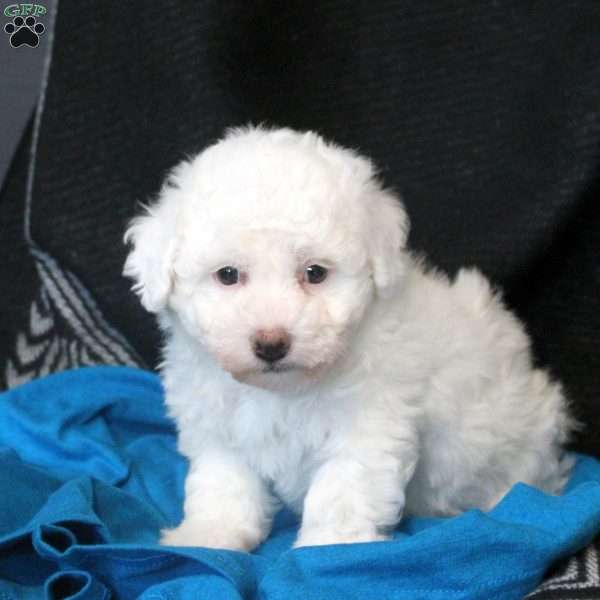 Teddy, Bichon Frise Puppy