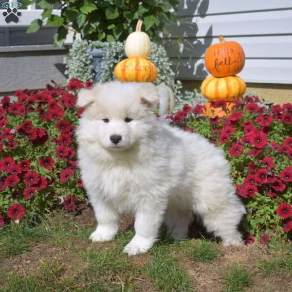 Teddy, Samoyed Puppy