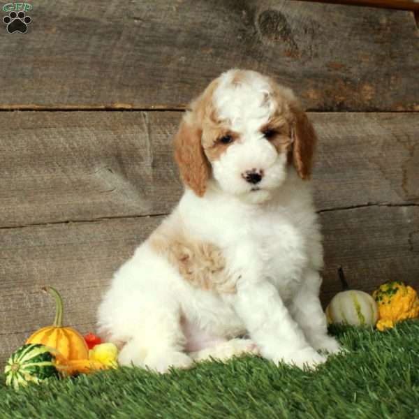 Teddy-Moyen, Standard Poodle Puppy