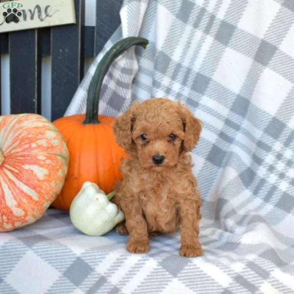 Teddy, Miniature Poodle Puppy