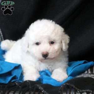 Teddy, Bichon Frise Puppy
