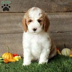Teddy-Moyen, Standard Poodle Puppy