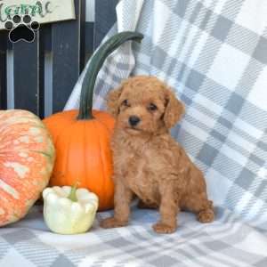 Teddy, Miniature Poodle Puppy