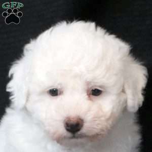 Teddy, Bichon Frise Puppy