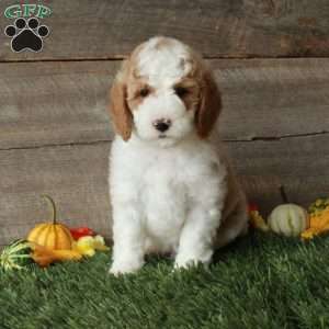 Teddy-Moyen, Standard Poodle Puppy