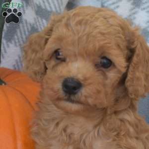 Teddy, Miniature Poodle Puppy