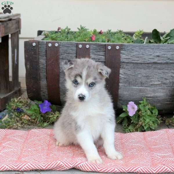 Teresa, Pomsky Puppy