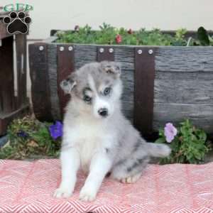 Teresa, Pomsky Puppy