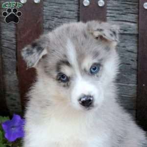 Teresa, Pomsky Puppy