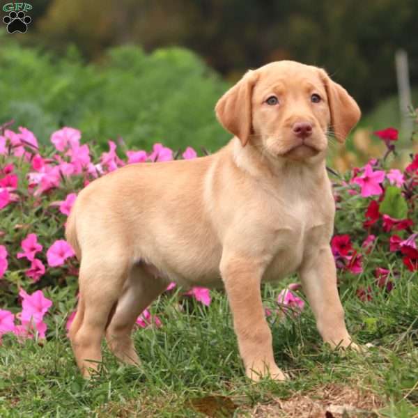 Teresa, Yellow Labrador Retriever Puppy