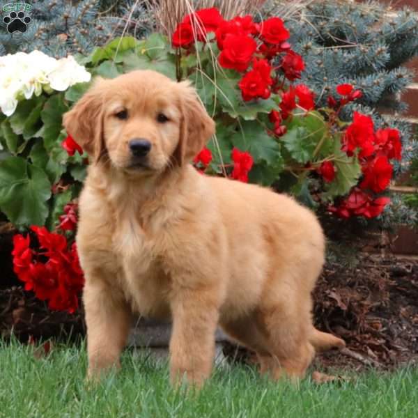 Terry, Golden Retriever Puppy
