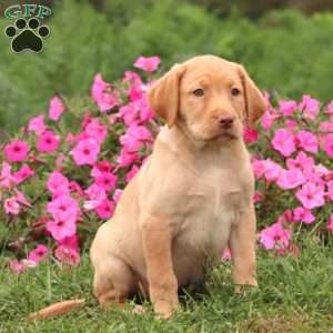 Teresa, Yellow Labrador Retriever Puppy