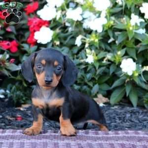 Teresa-Mini, Dachshund Puppy