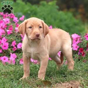 Teresa, Yellow Labrador Retriever Puppy