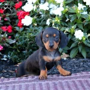 Teresa-Mini, Dachshund Puppy