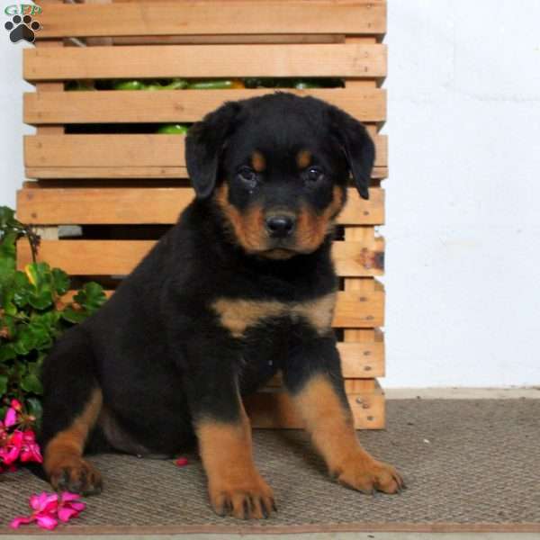 Terry, Rottweiler Puppy
