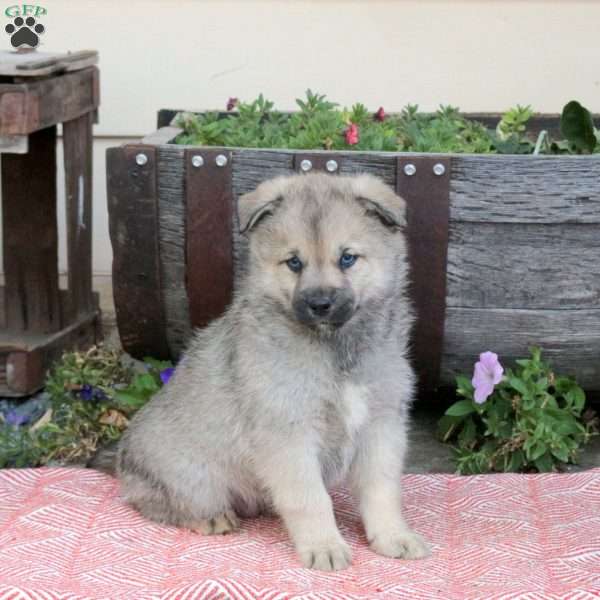 Terry, Pomsky Puppy