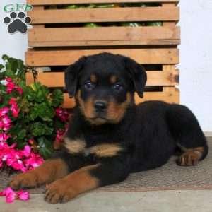 Terry, Rottweiler Puppy