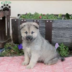 Terry, Pomsky Puppy