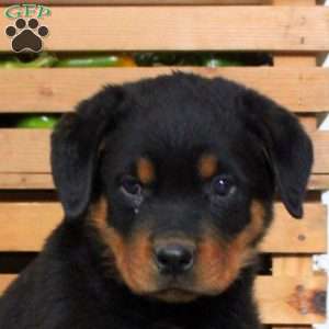 Terry, Rottweiler Puppy