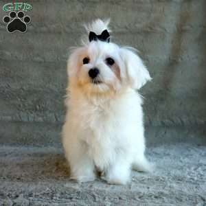 Terry, Maltese Puppy