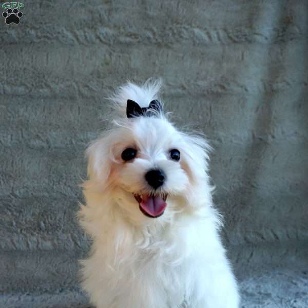 Terry, Maltese Puppy
