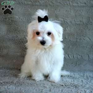 Terry, Maltese Puppy