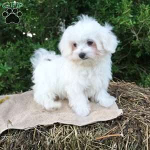 Terry, Maltese Puppy