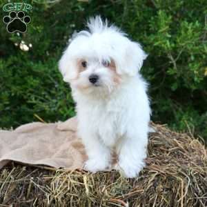 Terry, Maltese Puppy