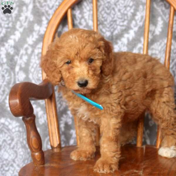 Tessa, Mini Goldendoodle Puppy