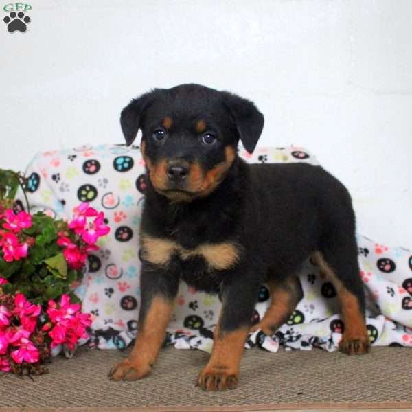 Tessa, Rottweiler Puppy